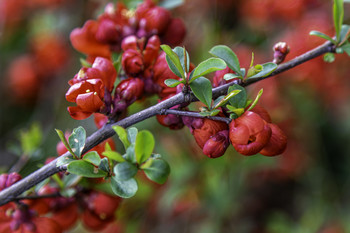 &nbsp; / The blooms on this red-flowered Quince were really brilliant with color