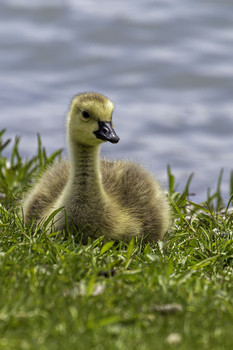 &nbsp; / This baby goose was the one in the family that allowed me to take its portrait