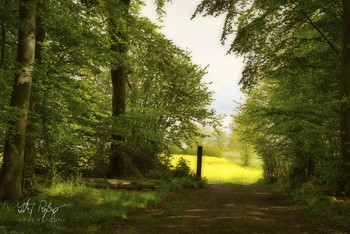  / Aus dem Wald bis in ein Rapsfeld