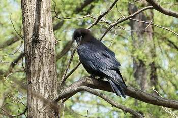 Черный ворон / Timiryazev park, Koptevo neighborhood, Moscow, Russia