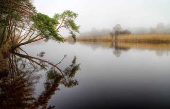 Сосна у реки / Туман