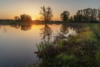 на озере / рассвет,озеро,дерево