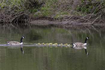 &nbsp; / This Canadian goose family was having an outing together