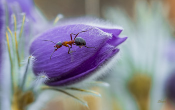 Макро. / Сон-трава и муравей.