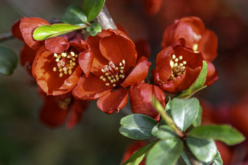 &nbsp; / This quince was full of bright red blooms