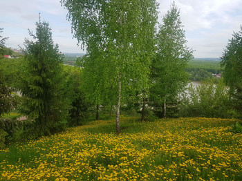 Одуванчики / Река,небо,берёза и одуванчики
