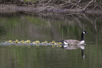 &nbsp; / This mother Canadian goose had quite a brood of chicks