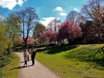 Stadtpark Hamburg / Городской парк Гамбурга - чудесное место отдыха с великолепными цветущими деревьями, тенистыми аллеями и солнечными полянками, лодочной станцией, где можно арендовать лодку и совершить прогулку по озеру, увидеть прекрасные скульптуры, полюбоваться лебедями и другими обитателями парка, насладиться общением с природой и красотой. 
https://www.youtube.com/watch?v=FKUA4kQdSRU
&quot;Парки&quot;: http://fotokto.ru/id156888/photo?album=75053# «Пейзаж»: http://fotokto.ru/id156888/photo?album=76852
этюды»: http://fotokto.ru/id156888/photo?album=66289 «Цветы»: http://fotokto.ru/id156888/photo?album=63914
Слайд-шоу &quot;Парк цветов летом&quot;

https://www.youtube.com/watch?v=glVWjqRqZr0

Слайд-шоу &quot;Парк цветов весной&quot;

https://www.youtube.com/watch?v=kJVKlWcQxCg

Слайд-шоу &quot;Парк цветов осенью&quot;

https://www.youtube.com/watch?v=_Q7gRXGUa5A

Слайд-шоу &quot;Розы&quot;

https://www.youtube.com/watch?v=2jSTxDgGqsI

Слайд-шоу &quot;Цветы&quot;

https://www.youtube.com/watch?v=JYadETNgWMY