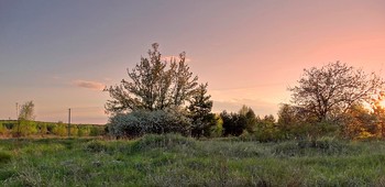 Цветущий тёрн в лучах заката / Цветущий тёрн в лучах заката