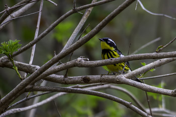 &nbsp; / This beautiful Magnolia Warbler was just hanging out in this park