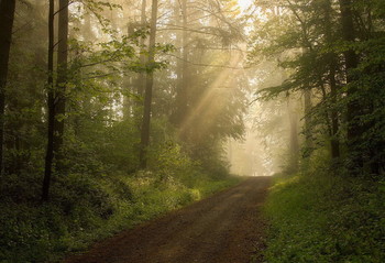 Лес проснулся.. / Утренний лесной пейзаж .