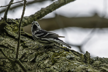 &nbsp; / This Back and White Warbler was hanging around in the trees down by the Dam