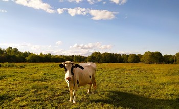Неожиданная встреча / Паслась корова целый день,
Одна паслась, без стада.
Она считала, что в еде
Компании не надо!