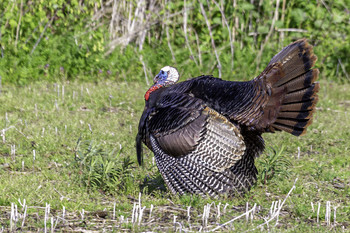 &nbsp; / This wild turkey drake was showing off his stuff