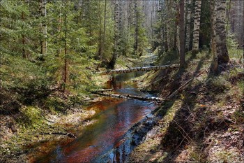 Май в берёзовом лесу / Весна. Ручей в торфянике.