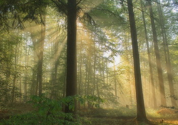Туман и солнце / Утренний лесной пейзаж
