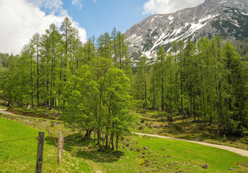 &nbsp; / auf der Alm