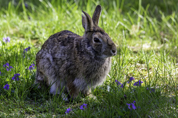 Cottontail / This cottontail was hanging around in the yard where I was working