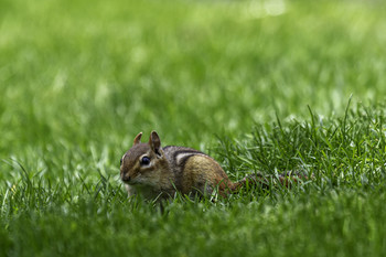 &nbsp; / This chipmunk tried to stare me down from a respectful distance