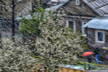 Снегопад в апреле. / Снегопад. Цветущие деревья, улица, люди.