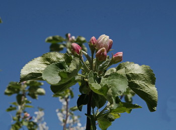Цветение / цветение