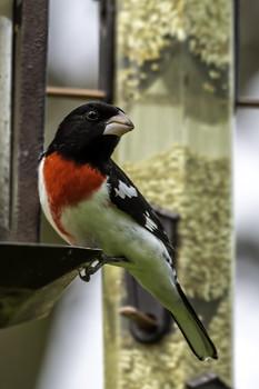 &nbsp; / This Rose-breasted Grosbeak looked absolutely stunning