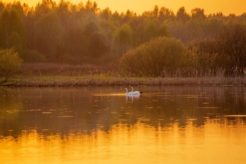 Золотой вечер / озеро Ильинское,Татарстан