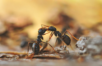 жАркий поцАлуй :) / чёрные садовые муравейки :)