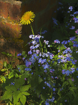 тихий уголок / сорняки