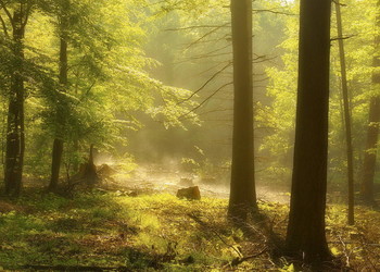 Дыхание леса / Утро в лесу . Лесной пейзаж.