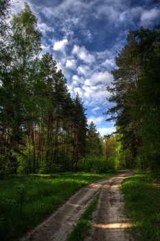 &nbsp; / Дорога в лесу