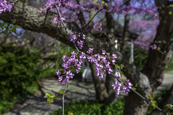 &nbsp; / These flowering cherry trees were the beauty of a small park