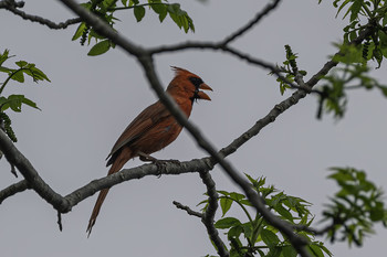 &nbsp; / This beautiful Northern cardinal was singing while I had lunch the other day