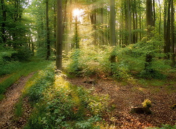 Утро в лесу / Утренний лесной пейзаж . Когда просыпается солнце .
