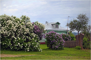 &nbsp; / Сиреневая пора