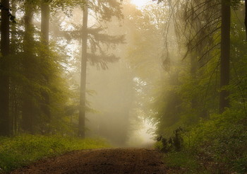 Даль туманная / Лесной утренний пейзаж.Зарисовка