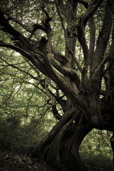 Древо / Старое дерево в лесах Абхазии