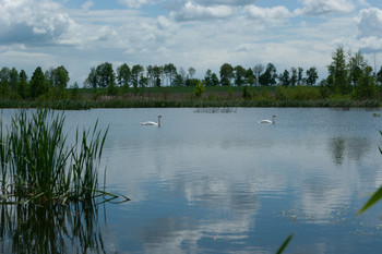 Пара белых лебедей / Облачное небо над озером и лебеди