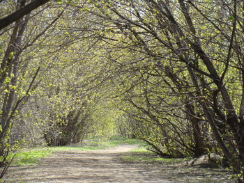 Аллея в парке. Весна / a path in the Park. the first leaves on the trees