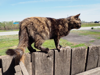киса / пеструшка на заборе