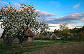 Вечер в деревне / когда яблони цветут... май 2020