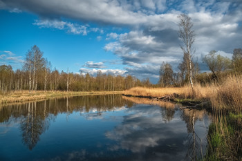 Old pond. / Summer landscape with an old pond, trees on the shore and reflections.