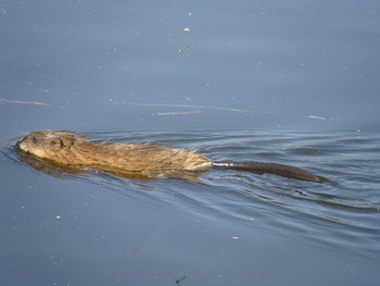 ондатра / ***