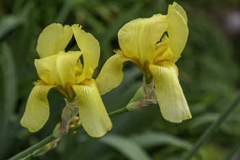 &nbsp; / I have these gorgeous yellow Iris in my garden