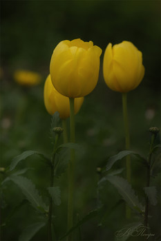 Жёлтые тюльпаны в вечернем свете / ***