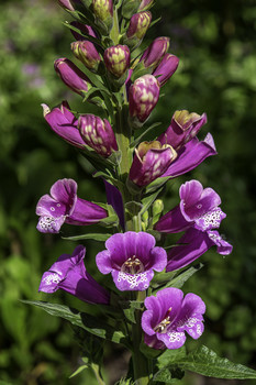 &nbsp; / Here is a beautiful stem of Foxglove blooms