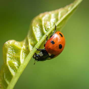 &nbsp; / the ladybird beetle or ladybug as loved by children everywhere is a voracious hunter.