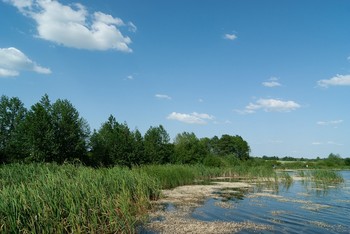 Просторная пятница / Лесное озеро, в солнечный день, отчасти покрыто цветущей ряской и рогозом