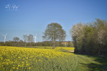 &nbsp; / Ein Tag im Frühling mit Raps und wolkenfreiem Himmel.