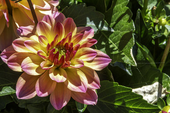 &nbsp; / This beautiful Dahlia is a newer variety that is produced as an annual for pots in Canada